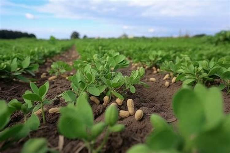 花生用什么叶面肥好 附种植方法