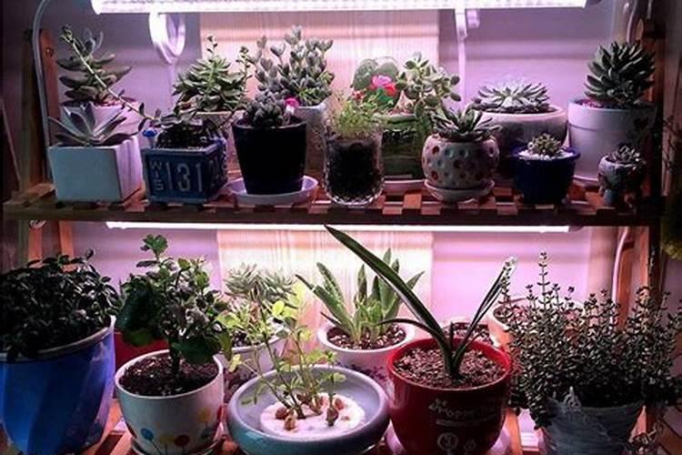 花生叶面肥用什么高产