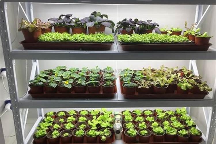 莘县叶面肥:花生应该什么时候喷施叶面肥？喷施什么叶面肥？