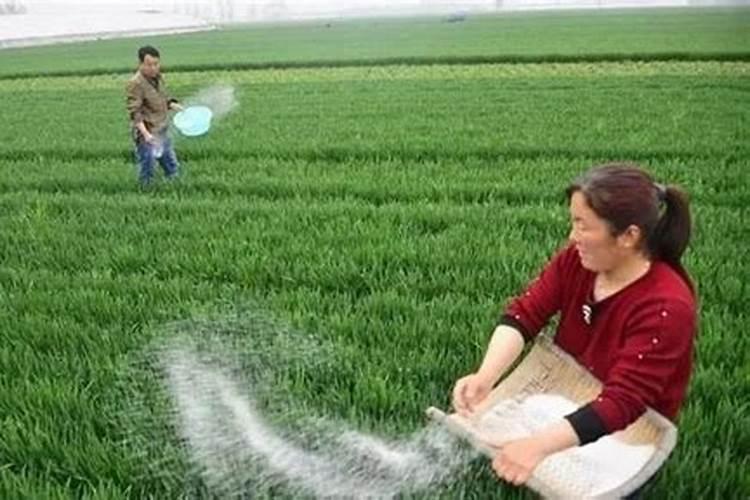小麦什么时候施肥好 种植小麦哪时候施肥合适