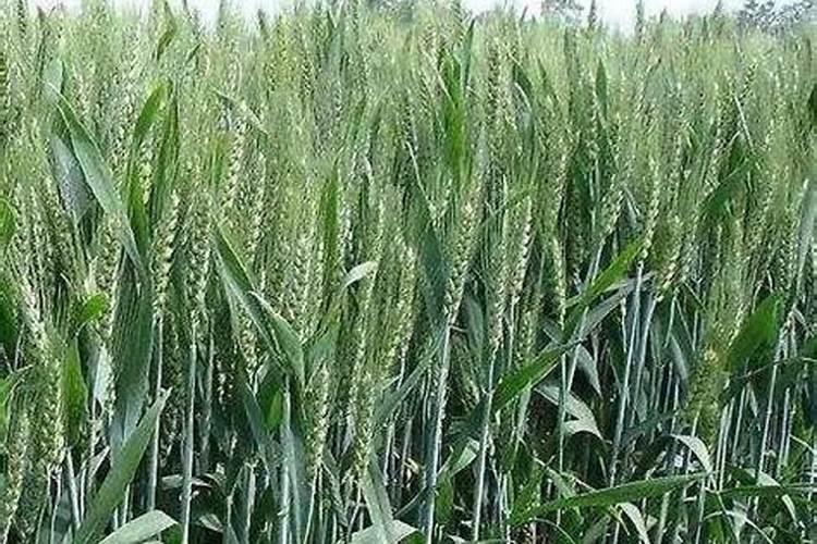 小麦二次化肥何时好