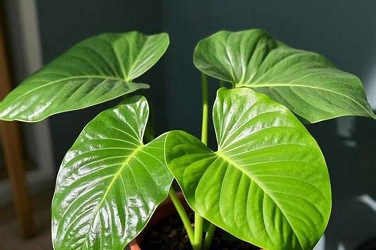 敌百虫 高效氯氰菊酯 敌敌畏 辛硫磷 能喷西瓜吗？