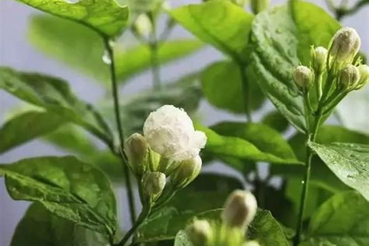 茉莉花开败后如何修剪补肥开花多