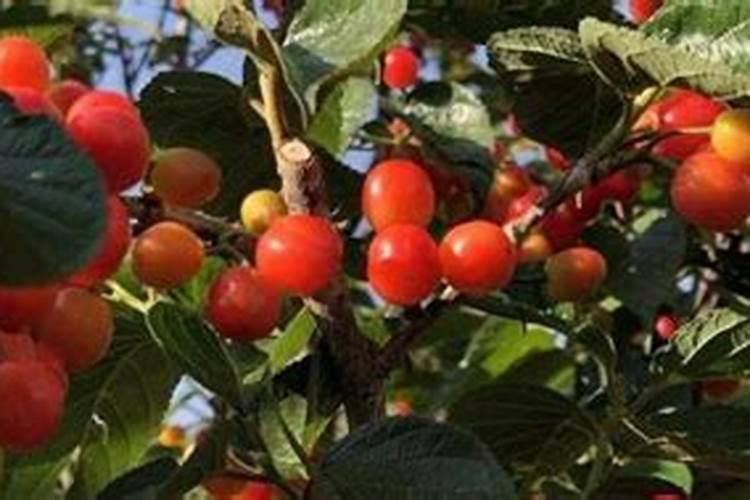 如何防止樱桃裂果？