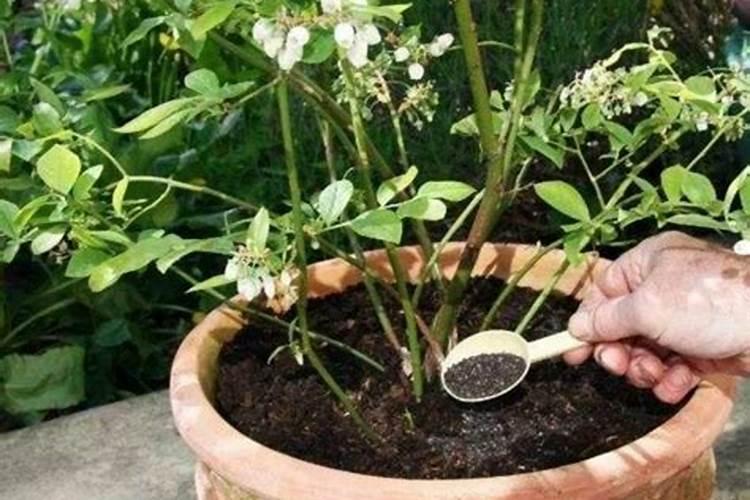 茉莉花开败后如何正确养护