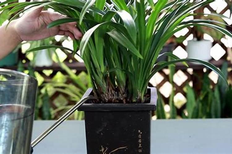 磷酸二氢钾怎样浇兰花