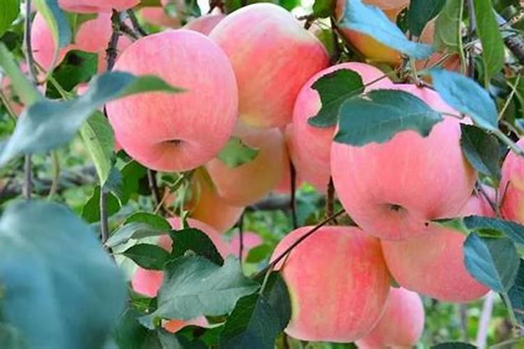 中国硼肥十大名牌