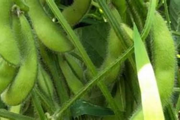 毛豆的施肥方法