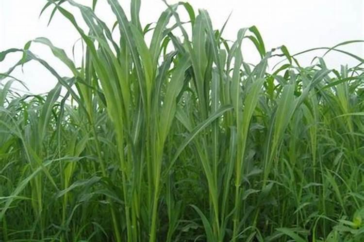 南方养羊牧草怎样种植？？