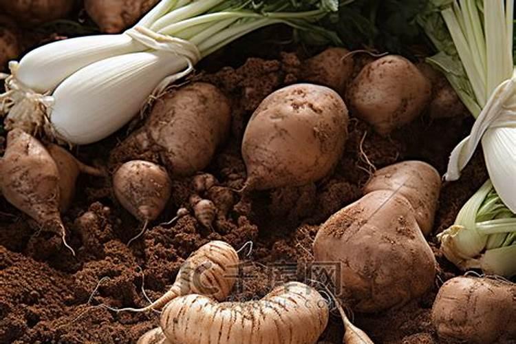 种大蒜用硫酸钾复合肥好吗