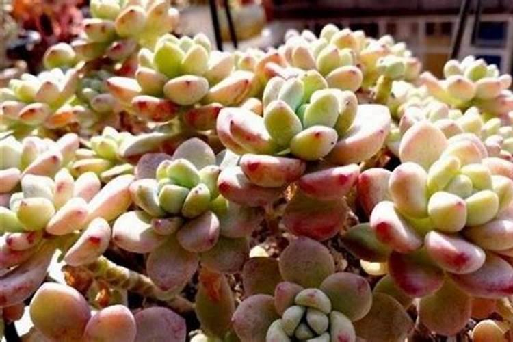 肉肉冬天怎么养才能安全过冬 肉肉如何安全过冬