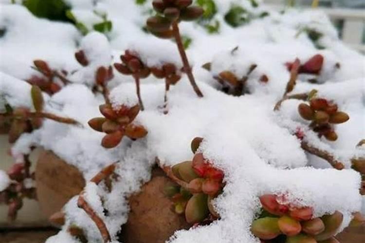 冬天养多肉,一定要避开这个死劫,否则...