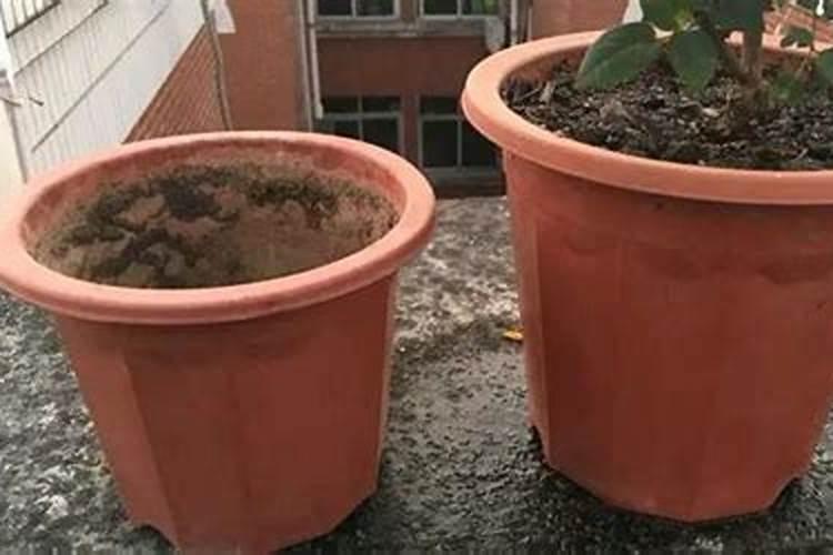 冬天肉肉的养殖方法和注意事项