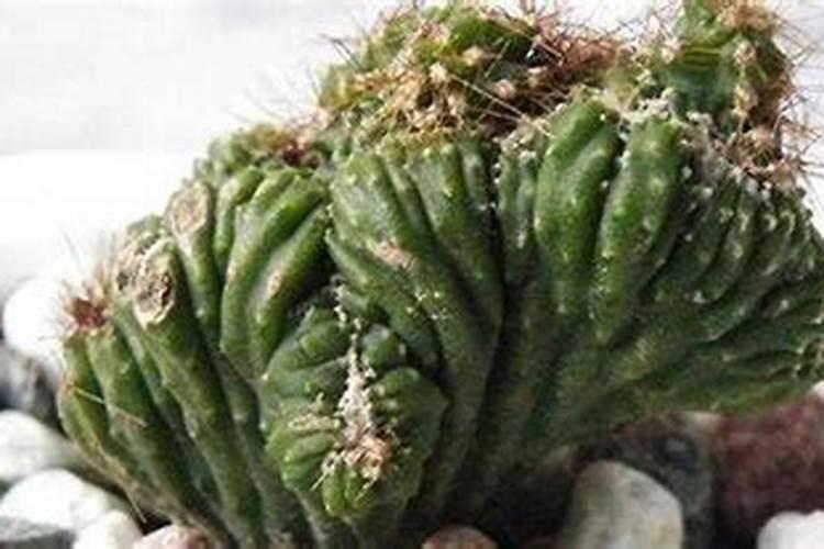 山影仙人掌的养殖方法