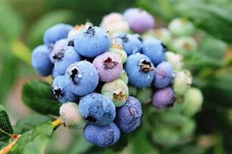 蓝莓开花期怎样浇水施肥
