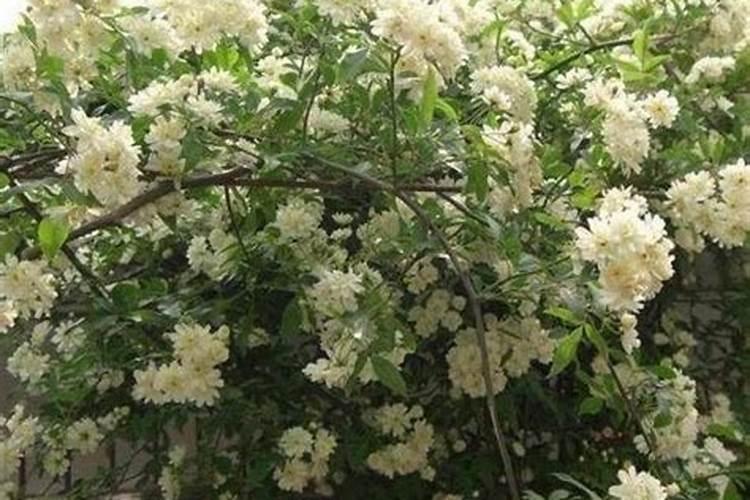 木香花怎么施肥