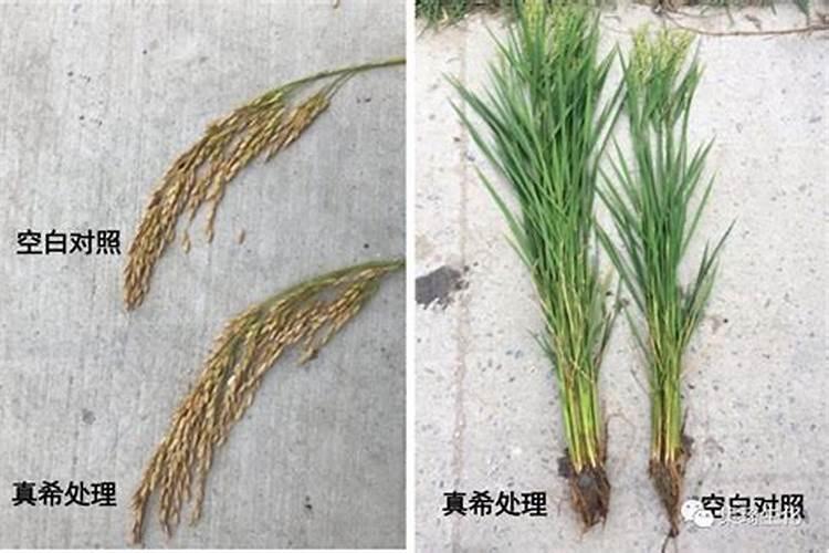 枣树膨果期用液体氮肥可以吗