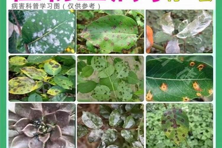 落叶直接埋土里能做肥料吗