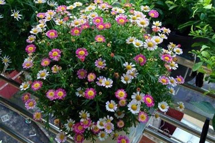 一盆花放几粒复合肥