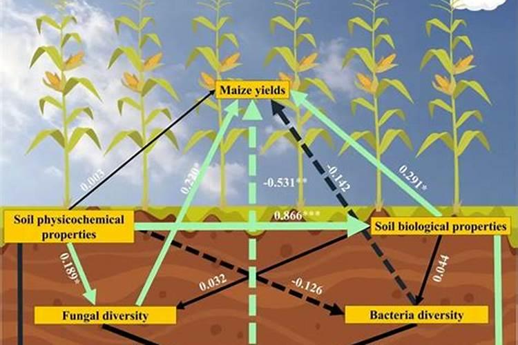 辣椒苗床氮肥多怎么办