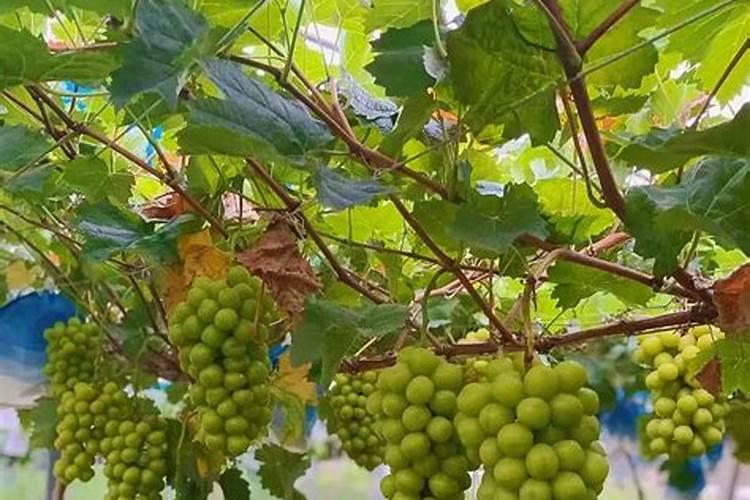 阳光玫瑰的施肥方案