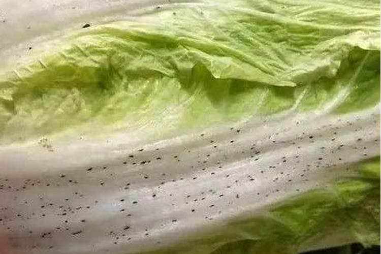 大白菜对氮、磷、钾的需求如何？