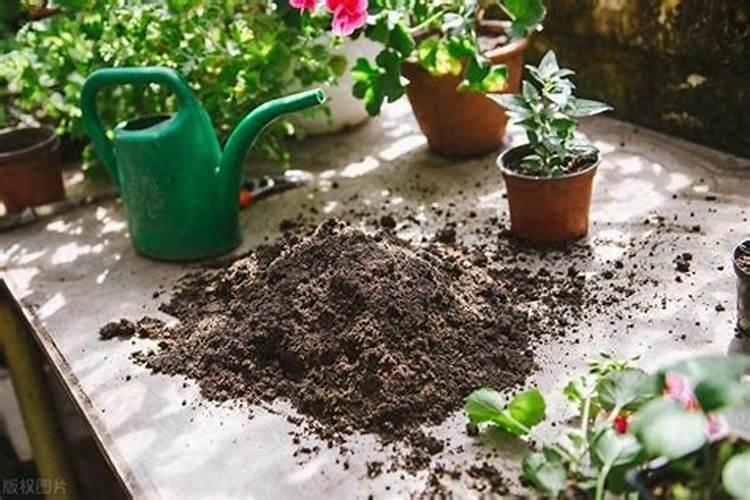 养花盆土板结严重,教给大家1个妙招,不用换土花儿铁定也养得好