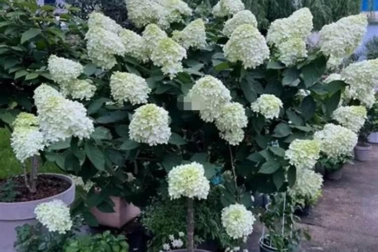 脐橙膨果期叶面肥配方