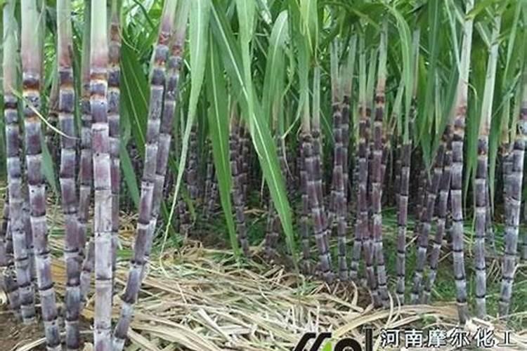 甘蔗增粗用什么肥料