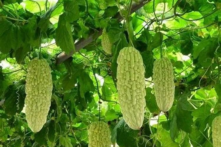 苦瓜施什么肥才挂果多
