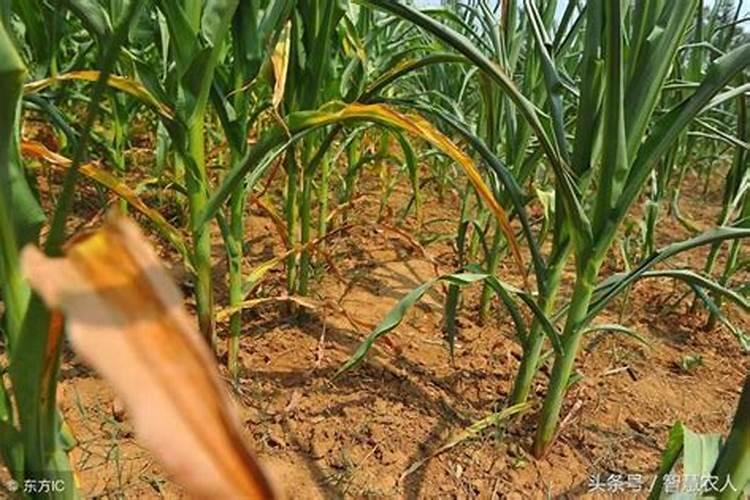 农作物抗旱小妙招