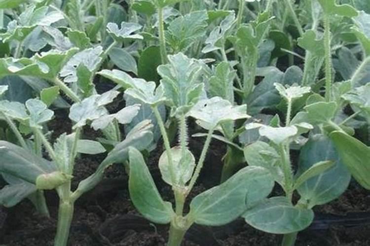 西瓜苗嫁接前可以打叶面肥不