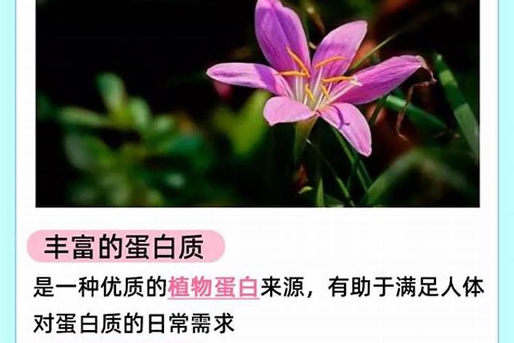 夜开花是什么菜