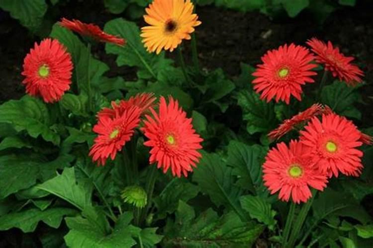 非洲菊怎么养