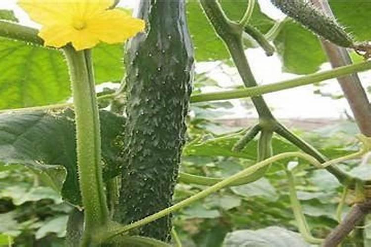 黄瓜施什么肥料最好
