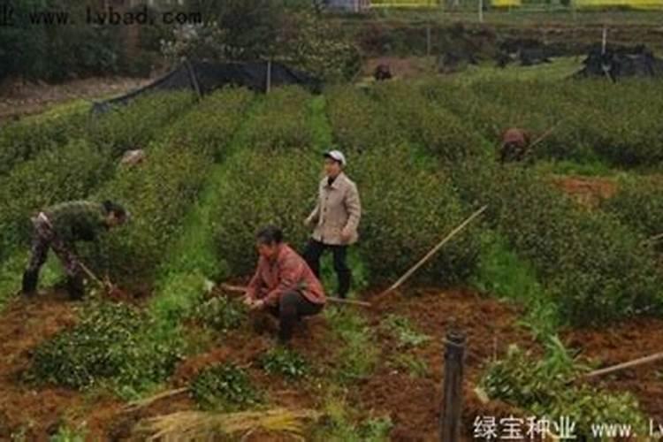 油茶树一年施几次肥料