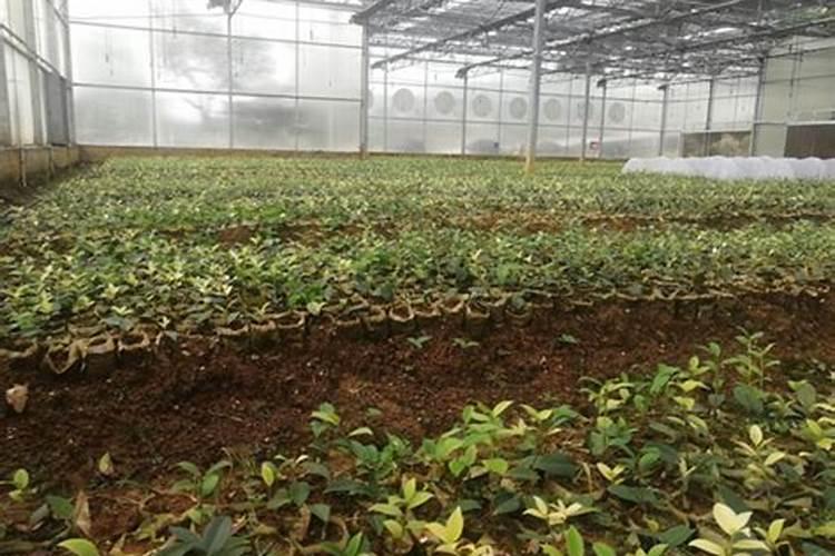 油茶苗移栽第一年要施肥吗 如何合理施肥