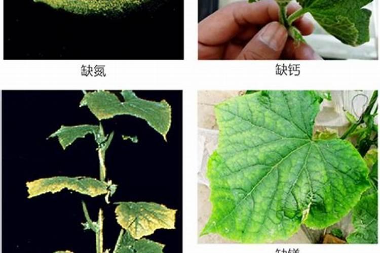 黄瓜常期冲硅肥有什么作用