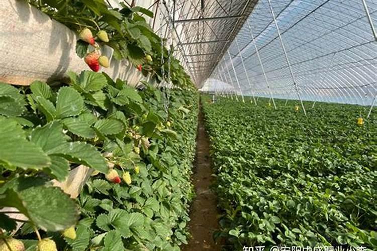草莓初花期冲什么肥