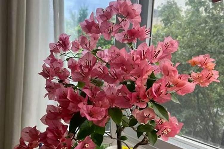 三角梅底肥放什么肥好