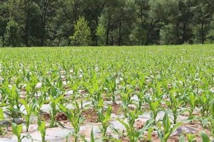 玉米底肥一次性施肥 氮磷钾 各用多少？