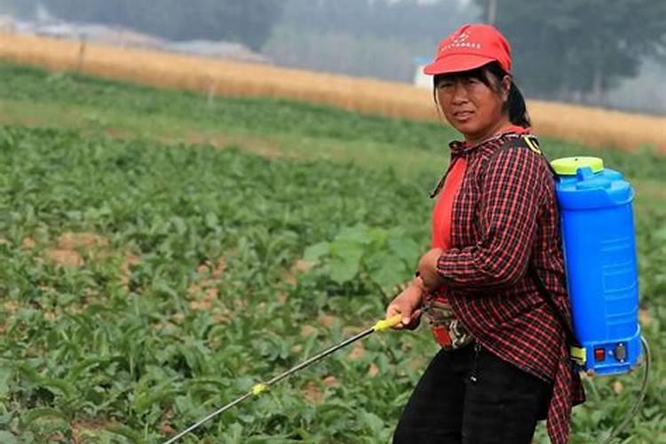芸苔素解除草剂药害效果如何？芸苔素能解哪些药害？