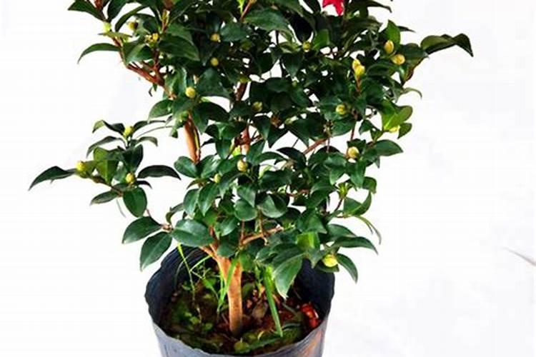 茶花(茶梅)栽培要点