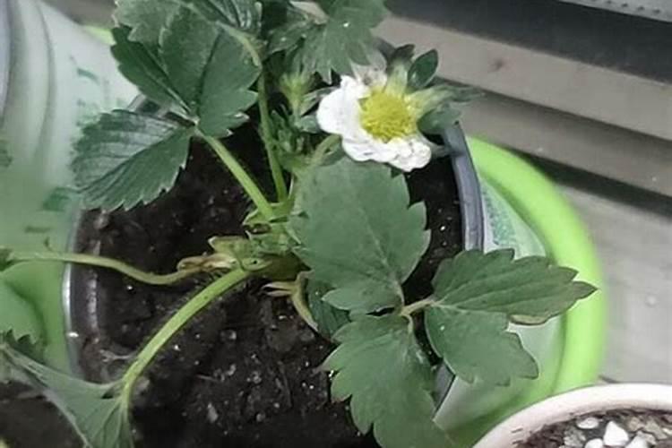 草莓的养殖方法和注意事项