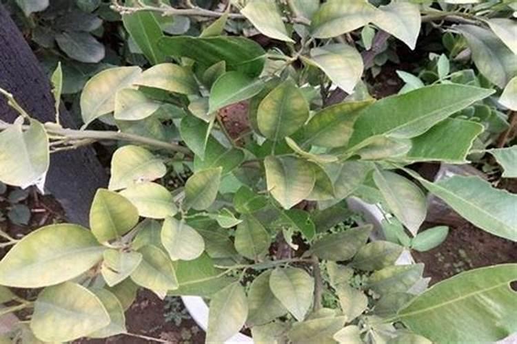 柠檬树叶子发黄怎么办