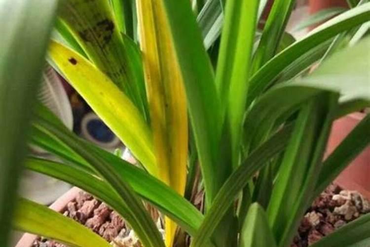 兰花黄叶怎么办