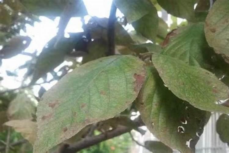 磷酸二氢钾可是个好东西,如何使用效果好？