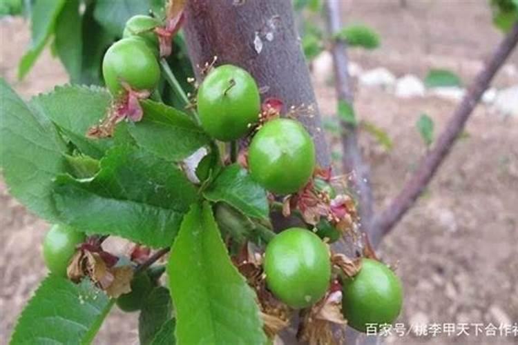 樱桃树老是落果怎么办？