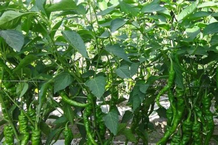 生物钾肥什么时候施用,如何施用