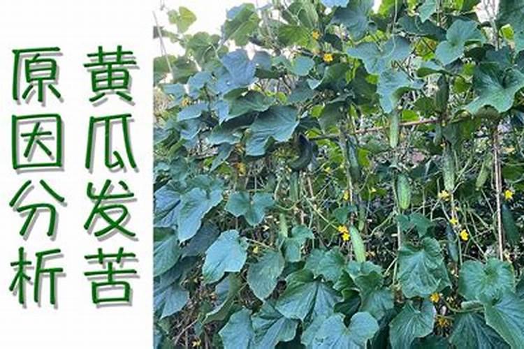 黄瓜出现苦味后怎么快速处理